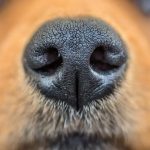 La santé du nez du chien selon les vétérinaires