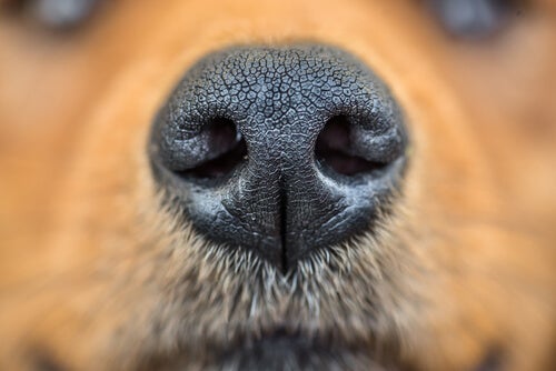 La santé du nez du chien selon les vétérinaires