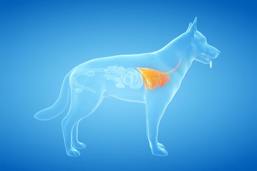 L'asthme chez le chien: symptômes et causes
