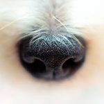 Qu'est-ce que l'hyperkératose canine et comment est-elle traitée?