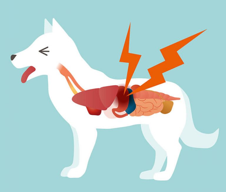 Ulcère gastrique chez le chien: que faire?