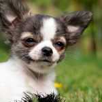 Comment prendre soin d'un Chihuahua - Nourriture, vêtements, entretien