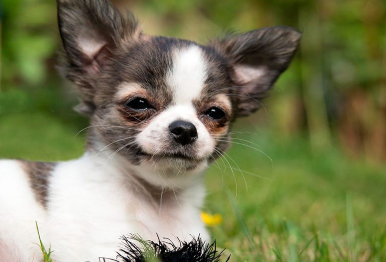 Comment prendre soin d'un Chihuahua – Nourriture, vêtements, entretien