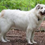 Le chien de montagne des Pyrénées - Caractéristiques de la race et des soins