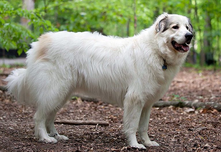 Le chien de montagne des Pyrénées – Caractéristiques de la race et des soins