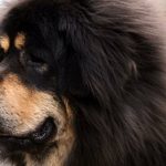 Le Mastiff Tibétain - Caractère, comportement et soin