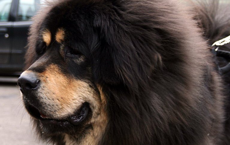 Le Mastiff Tibétain – Caractère, comportement et soin