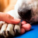 Euthanasie chez le chien Quand faut-il l'appliquer?