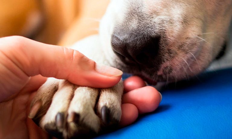 Euthanasie chez le chien Quand faut-il l'appliquer?