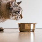 Combien de temps un chat peut-il survivre sans nourriture?