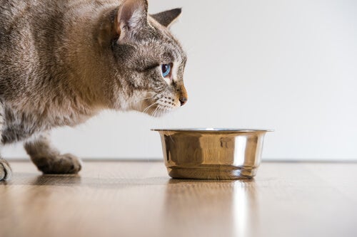 Combien de temps un chat peut-il survivre sans nourriture?