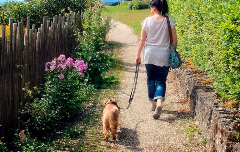 Comment promener un chien correctement? Trucs et astuces
