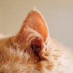 5 conseils pour prendre soin d'un chat sourd