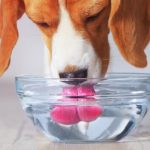 Causes pourquoi un chien boit un excès d'eau