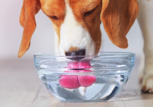 Causes pourquoi un chien boit un excès d'eau
