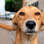 11 avantages de l'adoption d'un chien adulte Découvrez-les!