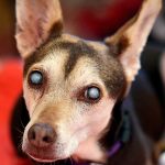 Qu'est-ce qui cause la cataracte chez le chien? Origine, symptômes et traitement