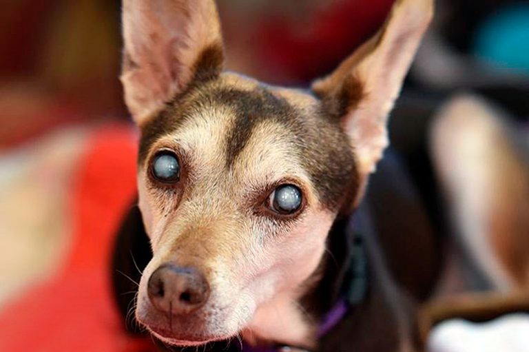 Qu'est-ce qui cause la cataracte chez le chien? Origine, symptômes et traitement