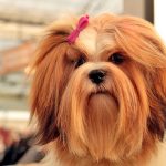 10 races de chiens à poil long avec photos et caractéristiques