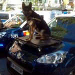 Quelles sont les meilleures races de chiens policiers? Guide complet