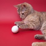 Les chats peuvent-ils manger des œufs?