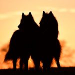 Races de chiens disparues - Histoire, photos et caractéristiques