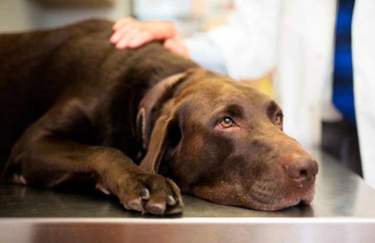 Dermatite atopique chez le chien Qu'est-ce que c'est et quel est le traitement?