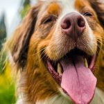 Mon chien respire vite Quel est le problème? - Causes communes