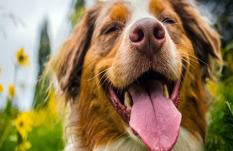 Mon chien respire vite Quel est le problème? – Causes communes