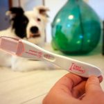 Test de grossesse pour chiens et techniques de confirmation