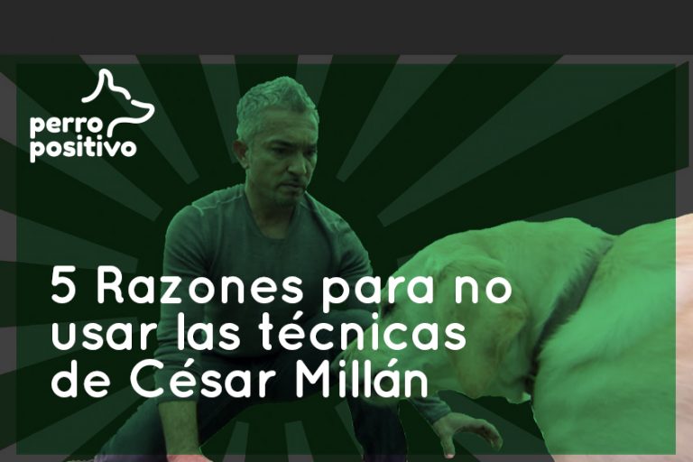 Cesar Millán 5 raisons de ne pas éduquer votre chien avec ses conseils