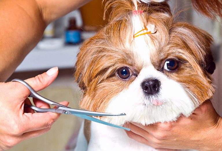 Coupes de cheveux pour chiens – Types et exemples