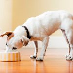 Différences entre la digestion d'un chien et d'un humain