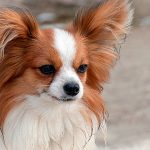 Le chien Papillon - Tempérament, soins et photos