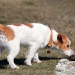 Comment empêcher un chien de manger des excréments
