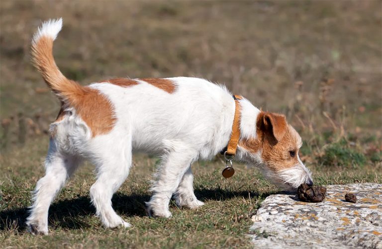 Comment empêcher un chien de manger des excréments