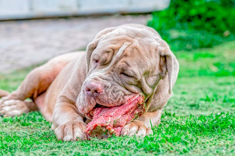 La viande crue est-elle bonne pour les chiens? Avantages et les inconvénients