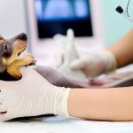 Pyomètre canin - Origine, diagnostic et traitement