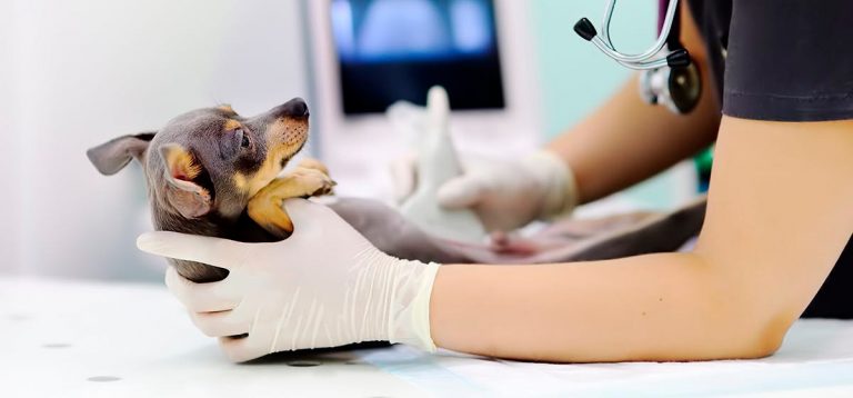 Pyomètre canin – Origine, diagnostic et traitement