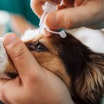 Entropion chez les chiens - causes et traitement