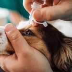 Thelazia chez les chiens - symptômes et traitement