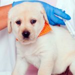 Vaccin polyvalent pour chiens De quoi s'agit-il et quand l'utiliser?