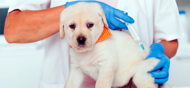 Vaccin polyvalent pour chiens De quoi s'agit-il et quand l'utiliser?