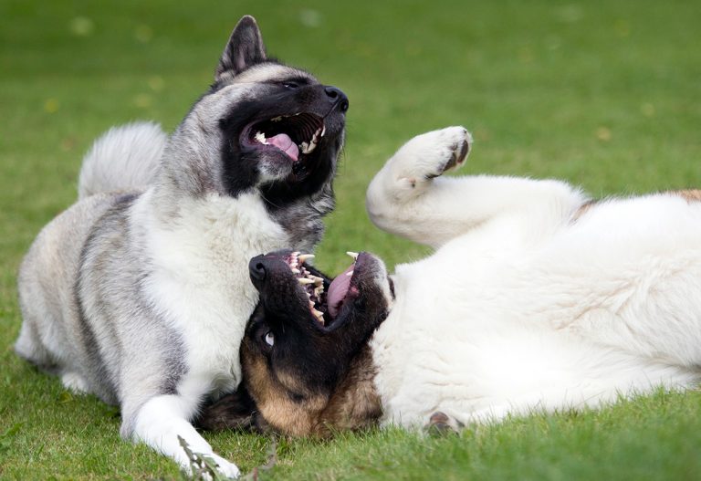 Comment faire s'entendre deux chiens mâles