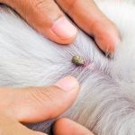 Maladie de Lyme chez le chien (Borréliose)