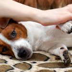 Arthrose canine - Symptômes, diagnostic et traitement
