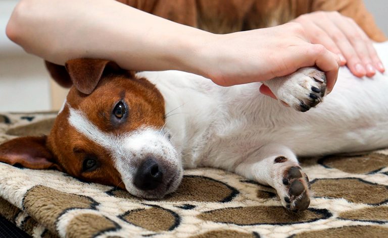 Arthrose canine – Symptômes, diagnostic et traitement