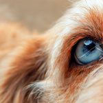 Uvéite canine - Symptômes et traitement