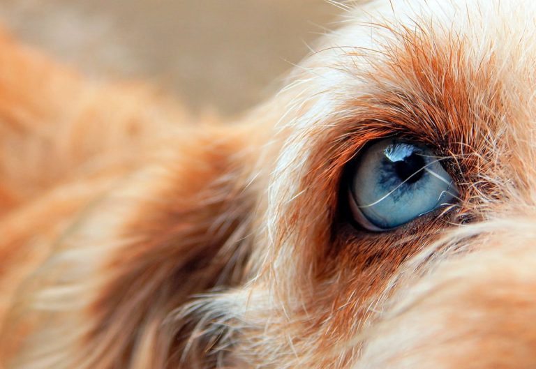 Uvéite canine – Symptômes et traitement