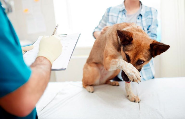 Ascite chez le chien – Diagnostic et traitement